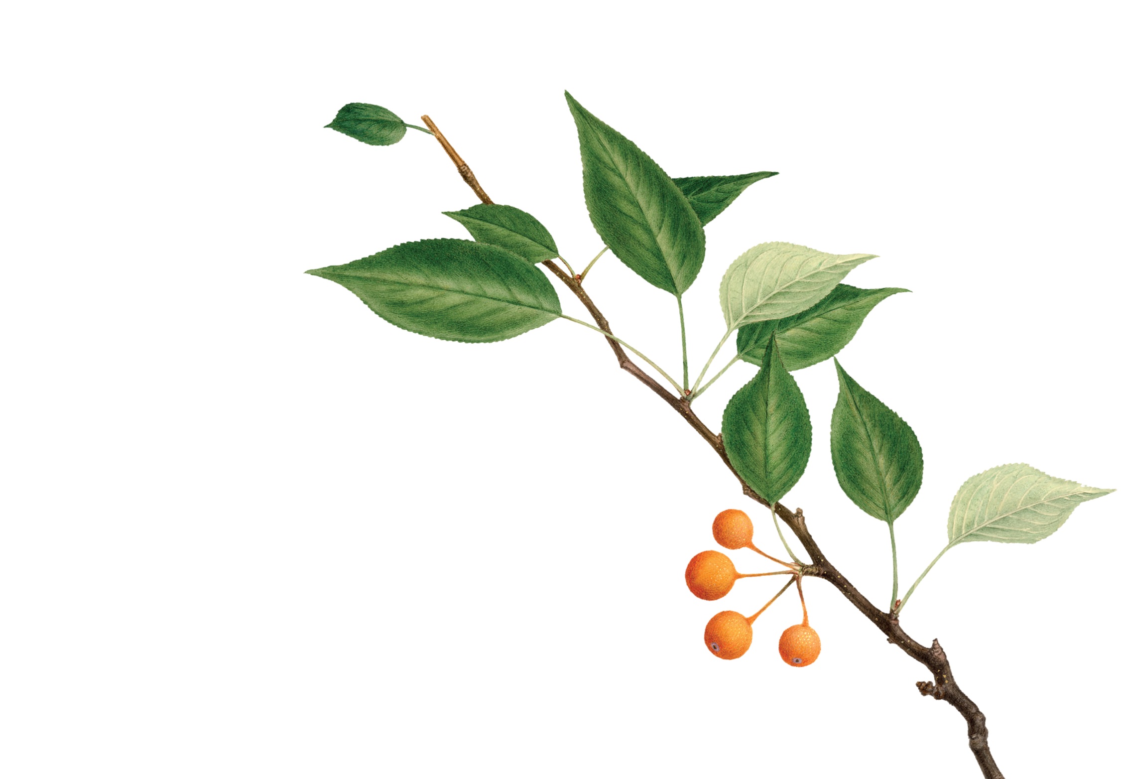 Memoria de Sostenibilidad 2025